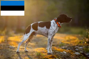 Lire la suite à propos de l’article Éleveurs de pointers anglais et chiots en Estonie