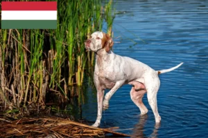 Lire la suite à propos de l’article Pointer anglais éleveurs et chiots en Hongrie
