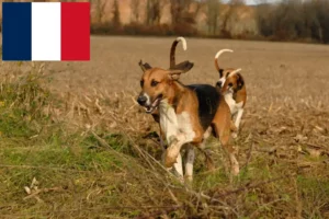 Lire la suite à propos de l’article Poitevin éleveurs et chiots en France