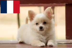 Lire la suite à propos de l’article Éleveurs de pomchi et chiots en France
