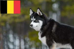 Lire la suite à propos de l’article Pomsky éleveurs et chiots en Belgique