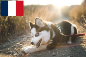 Lire la suite à propos de l’article Pomsky éleveurs et chiots en France