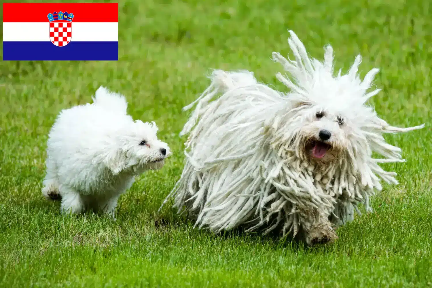 Puli chiots et éleveurs Croatie Ici, tu peux trouver des éleveurs de Pulis en Croatie.