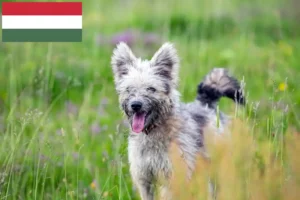Lire la suite à propos de l’article Pumi éleveurs et chiots en Hongrie