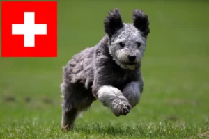 Lire la suite à propos de l’article Pumi éleveurs et chiots en Suisse