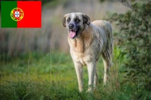 Lire la suite à propos de l’article Rafeiro do Alentejo Éleveurs et chiots au Portugal