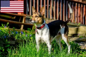 Lire la suite à propos de l’article Éleveurs de Rat Terrier et chiots aux États-Unis
