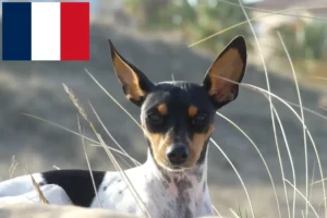 Lire la suite à propos de l’article Ratonero Valenciano Éleveurs et chiots en France
