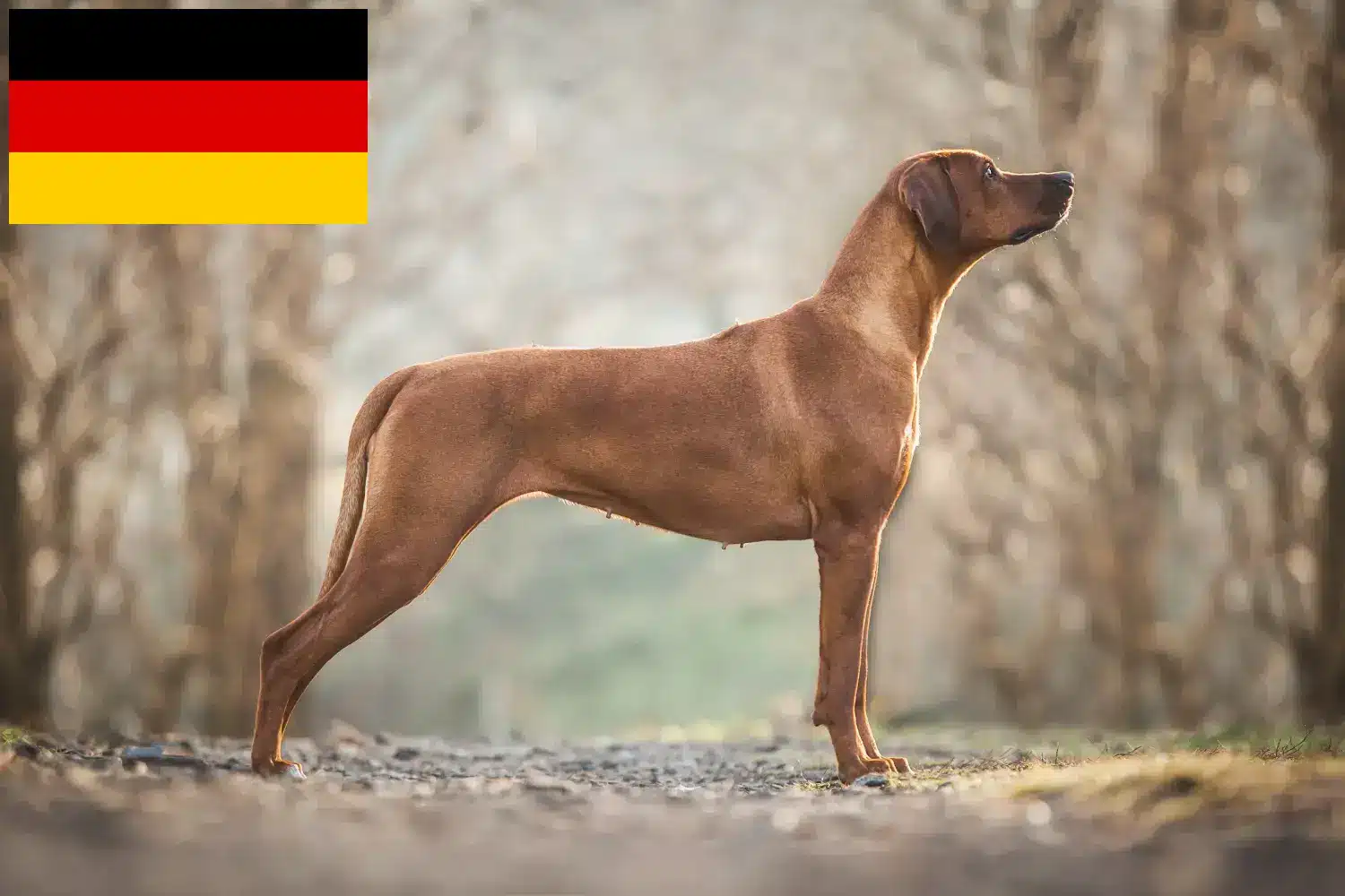 Rhodesian Ridgeback chiots et éleveurs Allemagne Ici, tu trouveras des éleveurs de Rhodesian Ridgebacks en Allemagne.