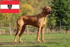 Lire la suite à propos de l’article Éleveurs de Rhodesian Ridgeback et chiots en Autriche