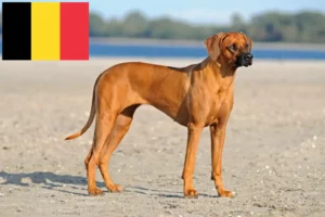 Lire la suite à propos de l’article Éleveurs de Rhodesian Ridgeback et chiots en Belgique