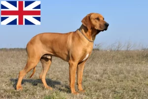 Lire la suite à propos de l’article Éleveurs et chiots de Rhodesian Ridgeback au Royaume-Uni
