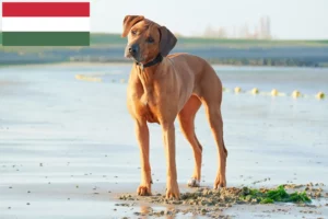 Lire la suite à propos de l’article Éleveurs de Rhodesian Ridgeback et chiots en Hongrie