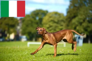 Lire la suite à propos de l’article Éleveurs de Rhodesian Ridgeback et chiots en Italie