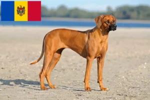 Lire la suite à propos de l’article Rhodesian Ridgeback éleveurs et chiots en République de Moldavie