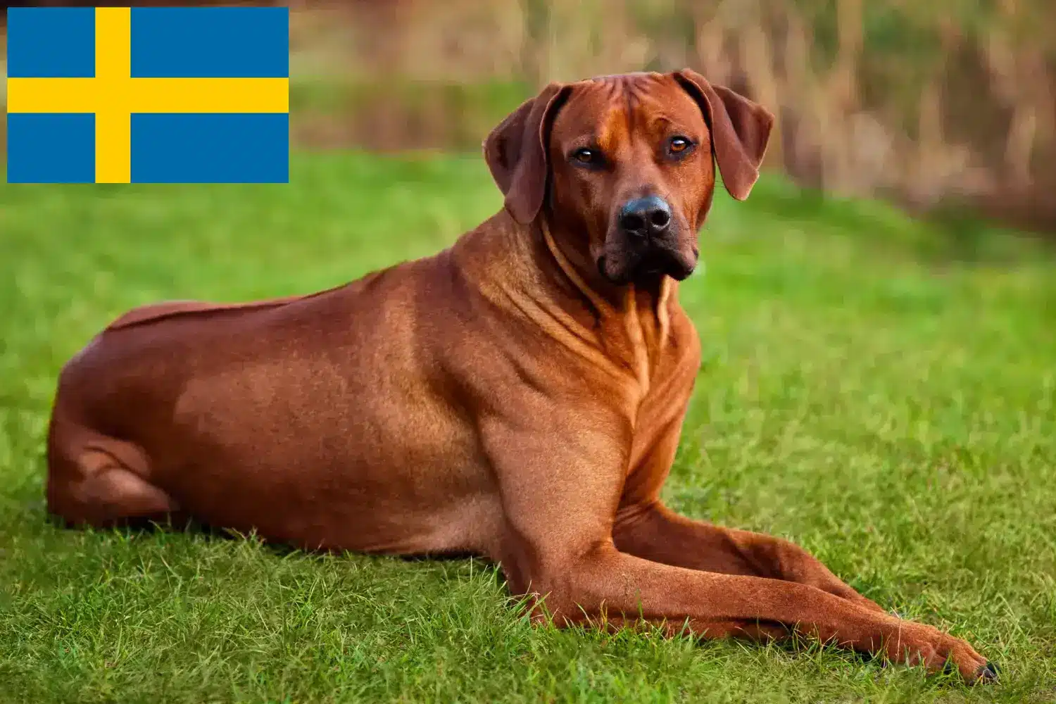 Rhodesian Ridgeback chiots et éleveurs Suède Vous trouverez ici les éleveurs de Rhodesian Ridgebacks en Suède.