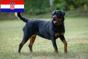 Lire la suite à propos de l’article Éleveurs de Rottweilers et chiots en Croatie