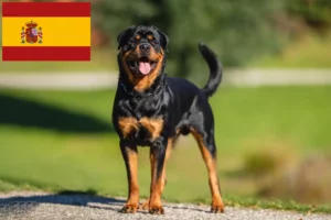 Lire la suite à propos de l’article Éleveurs de Rottweilers et chiots en Espagne