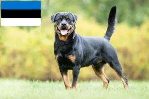 Lire la suite à propos de l’article Éleveurs de Rottweilers et chiots en Estonie