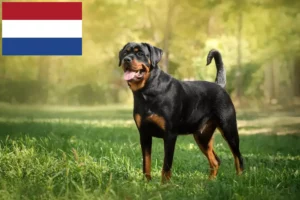 Lire la suite à propos de l’article Éleveurs de Rottweilers et chiots aux Pays-Bas