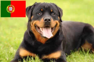 Lire la suite à propos de l’article Éleveurs de Rottweiler et chiots au Portugal