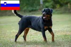 Lire la suite à propos de l’article Éleveurs de Rottweilers et chiots en Slovénie