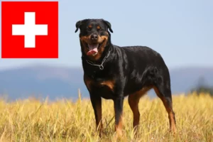 Lire la suite à propos de l’article Éleveurs de Rottweilers et chiots en Suisse