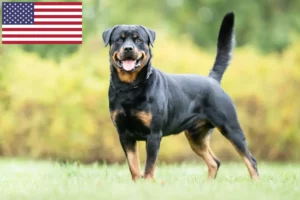 Lire la suite à propos de l’article Éleveurs de Rottweilers et chiots aux États-Unis