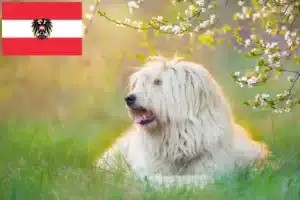 Lire la suite à propos de l’article Éleveurs et chiots d’Ovtcharka de Russie du Sud en Autriche