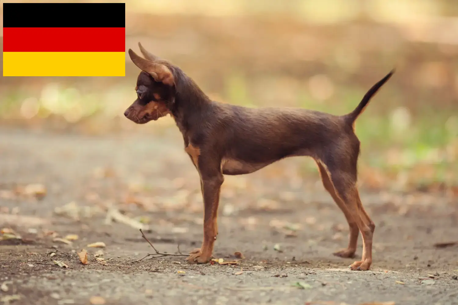 Russkiy Toy Chiots et éleveurs Allemagne Ici vous trouverez les éleveurs de Russkiy Toys en France.