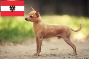 Lire la suite à propos de l’article Russkiy Toy éleveurs et chiots en Autriche