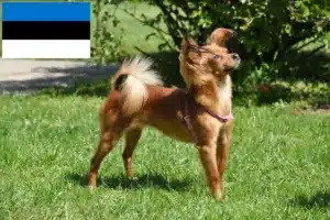 Lire la suite à propos de l’article Russkiy Toy éleveurs et chiots en Estonie