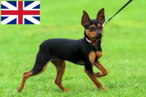 Lire la suite à propos de l’article Russkiy Toy éleveurs et chiots au Royaume-Uni