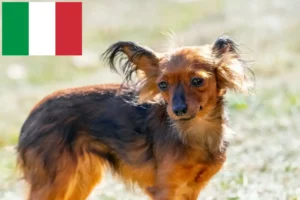 Lire la suite à propos de l’article Russkiy Toy éleveurs et chiots en Italie