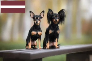 Lire la suite à propos de l’article Russkiy Toy éleveurs et chiots en Lettonie