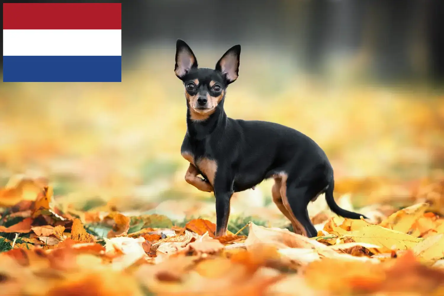Russkiy Toy chiots et éleveurs Pays-Bas Ici, vous trouverez les éleveurs de Russkiy Toys aux Pays-Bas.