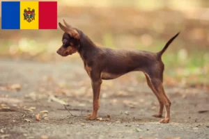 Lire la suite à propos de l’article Russkiy Toy éleveurs et chiots en République de Moldavie