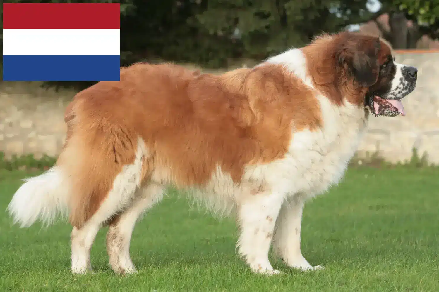 Saint-Bernard chiots et éleveurs Pays-Bas Ici, tu trouveras des éleveurs de Saint-Bernard aux Pays-Bas.
