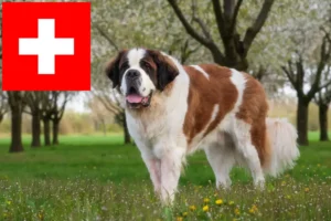 Lire la suite à propos de l’article Éleveurs de Saint-Bernard et chiots en Suisse