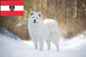 Lire la suite à propos de l’article Éleveurs de Samoyèdes et chiots en Autriche