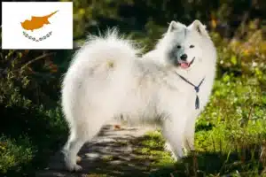 Lire la suite à propos de l’article Éleveurs de Samoyèdes et chiots à Chypre