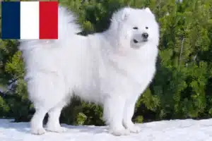 Lire la suite à propos de l’article Éleveurs de Samoyèdes et chiots en France