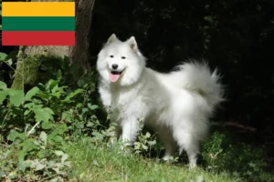 Lire la suite à propos de l’article Éleveurs de samoyèdes et chiots en Lituanie