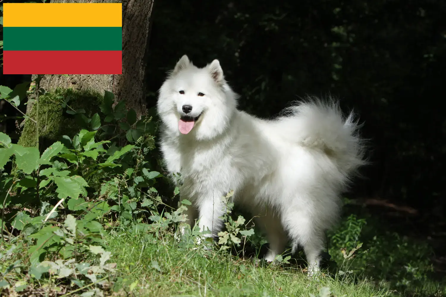 Samoyède chiots et éleveurs Lituanie Ici vous trouverez des éleveurs de Samoyèdes en Lituanie.