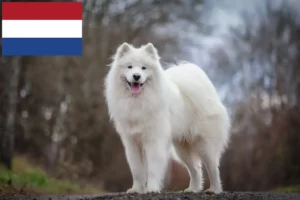 Lire la suite à propos de l’article Éleveurs de samoyèdes et chiots aux Pays-Bas