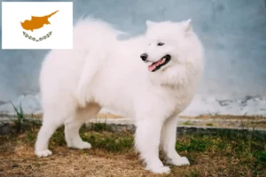 Lire la suite à propos de l’article Éleveurs de samoyèdes et chiots à Chypre