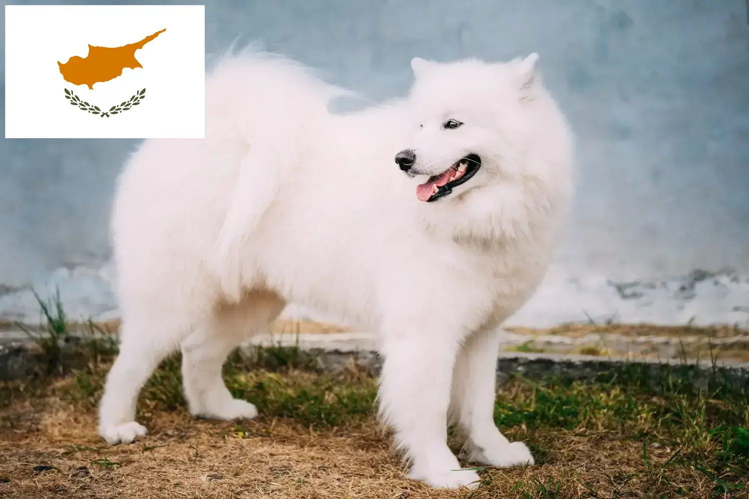Samoyède chiots et éleveurs République de Chypre Ici, tu trouveras des éleveurs de samoyèdes à Chypre.