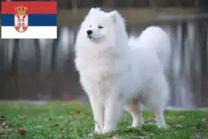 Lire la suite à propos de l’article Éleveurs de samoyèdes et chiots en Serbie