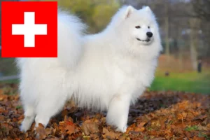 Lire la suite à propos de l’article Éleveurs de samoyèdes et chiots en Suisse