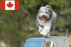 Lire la suite à propos de l’article Éleveurs de Schapendoes et chiots au Canada